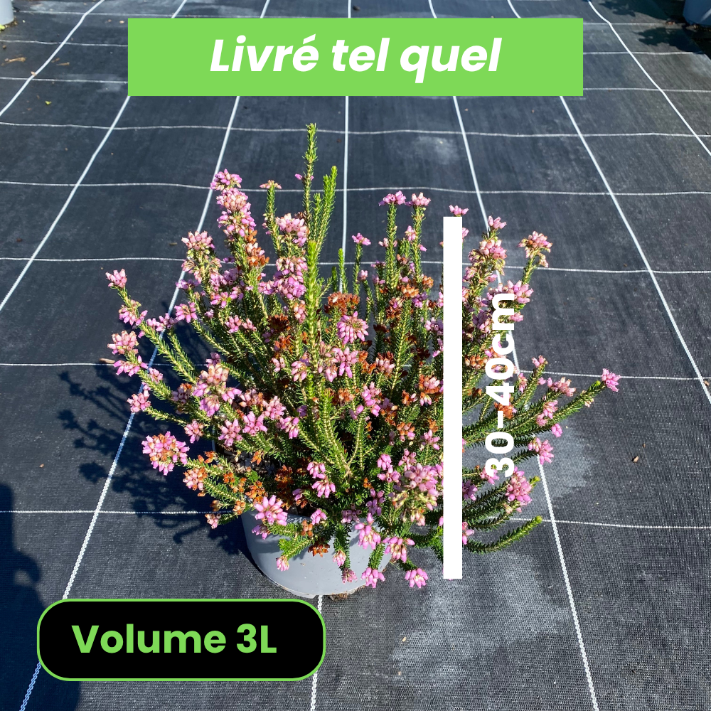Erica Arborea Multiflora - Bruyère arborescente multiflore - Volume 3L / 30-40cm