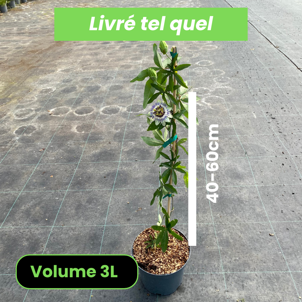 Passiflora Caerulea - Passiflore Bleue - Volume 3L / 40-60cm