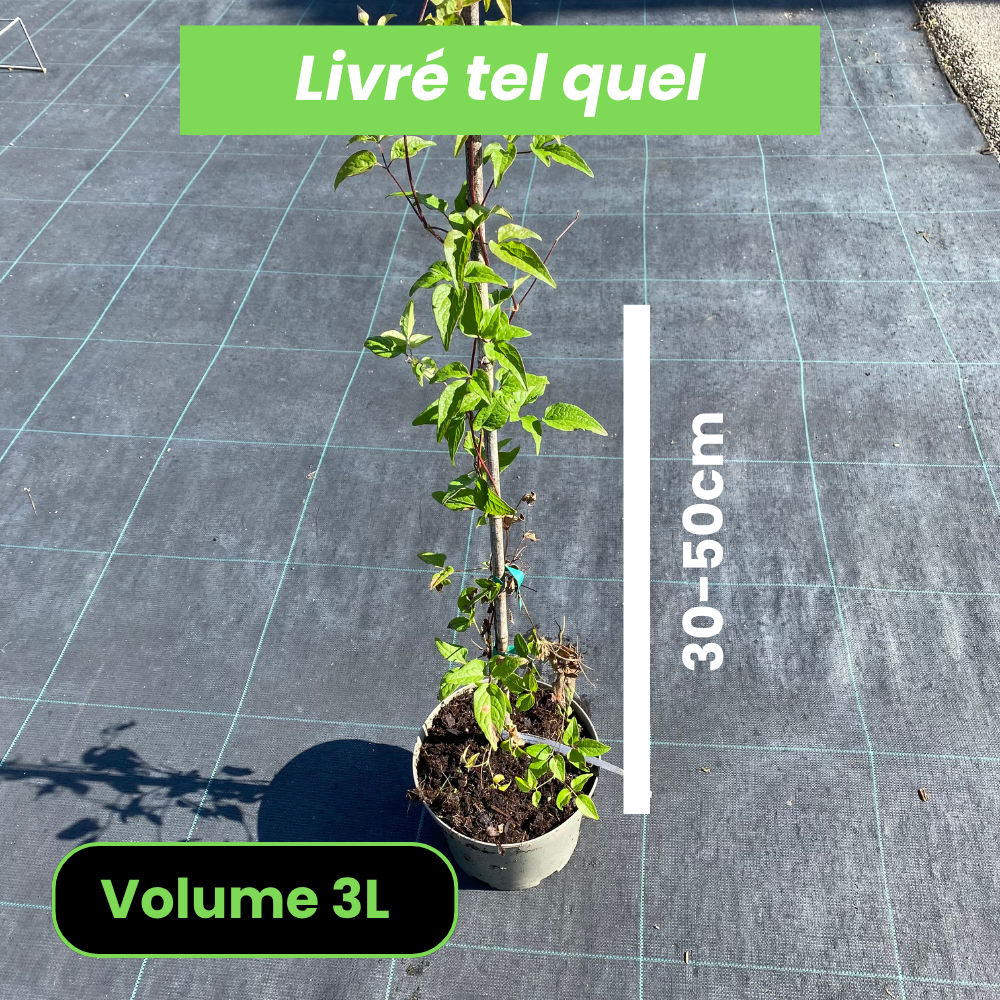 Clematis Taiga - Clématite hybride - Volume 3L / 30-50cm