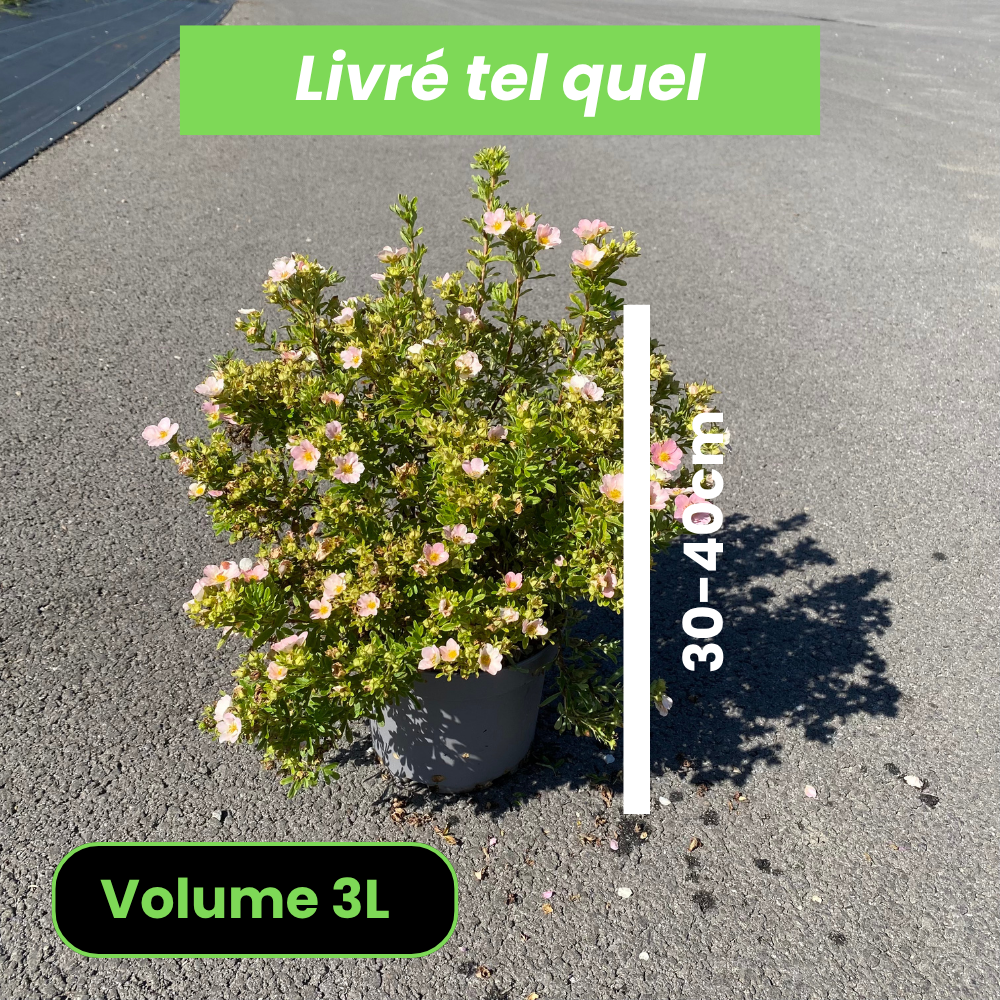 Potentilla x Rosea - Potentille arbustive - Volume 3L / 30-40cm