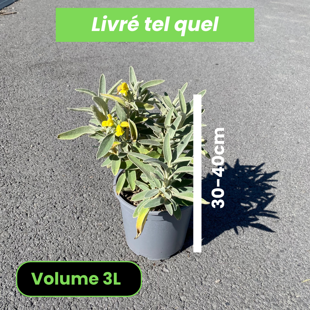 Phlomis Fruticosa - Sauge de Jérusalem - Volume 3L / 30-40cm