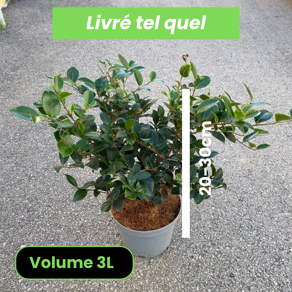Camellia Sasanqua Rainbow - Camélia d'automne - Volume 3L / 20-30cm