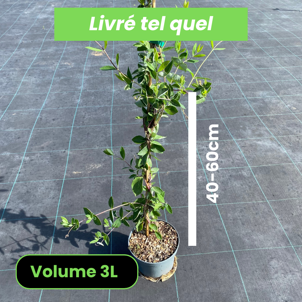 Lonicera Heckrottii Goldflame - Chèvrefeuille Goldflame - Volume 3L / 40-60cm