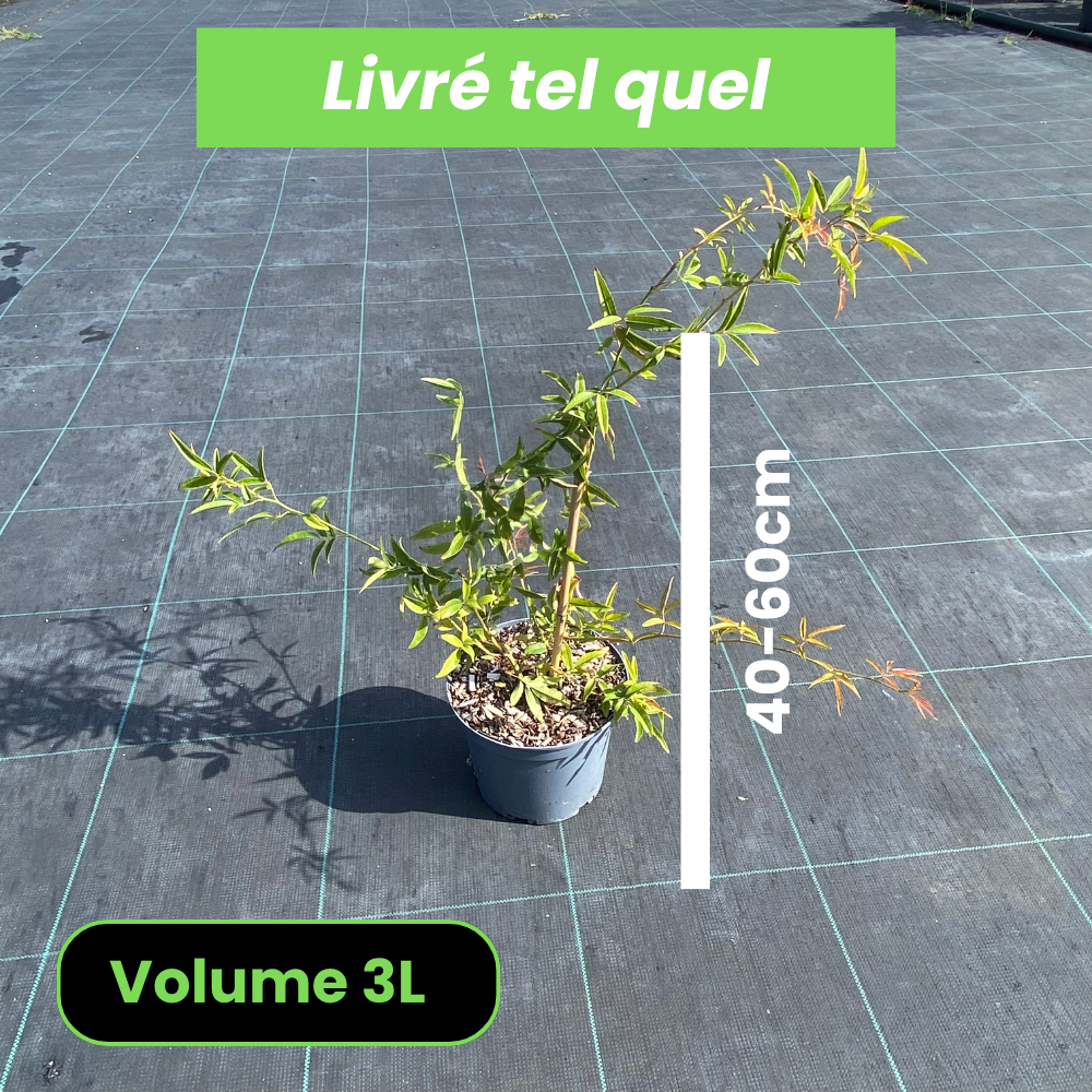 Rosa Banksiae Alba Plena - Rosier de Banks - Volume 3L / 40-60cm