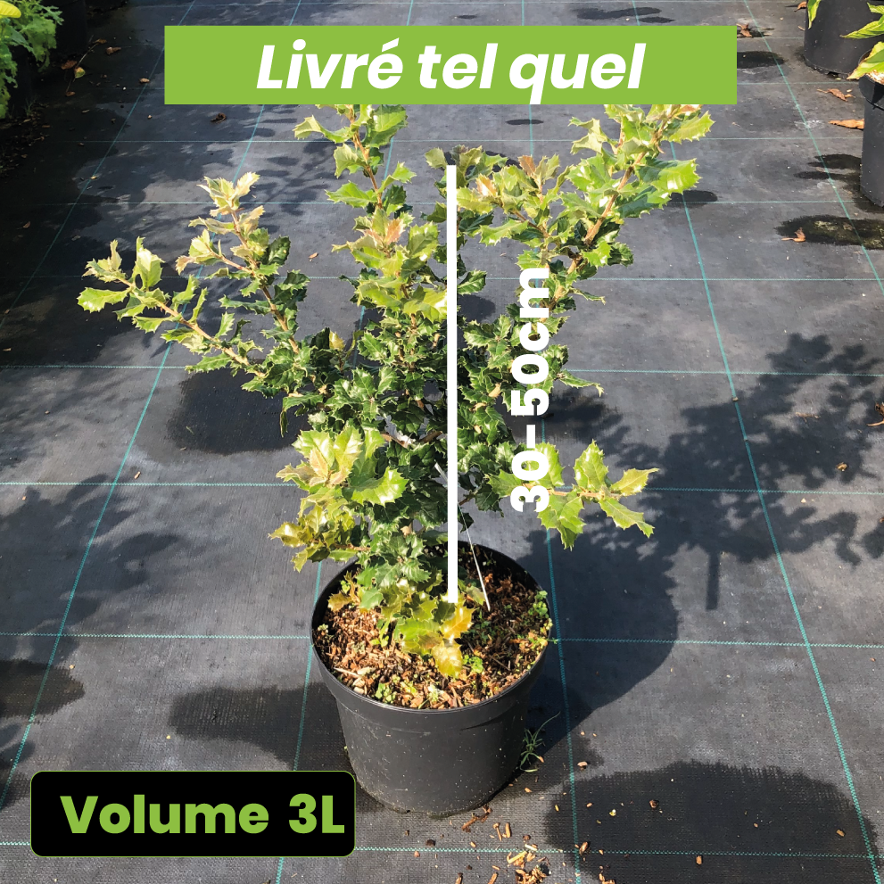 Quercus Ilex - Chêne vert - Volume 3L / 30-50cm