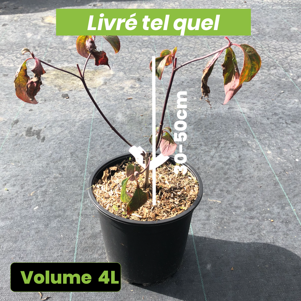 Cornus florida Rubra - Cornouiller à fleurs d'Amérique - Volume 4L / 30-50cm