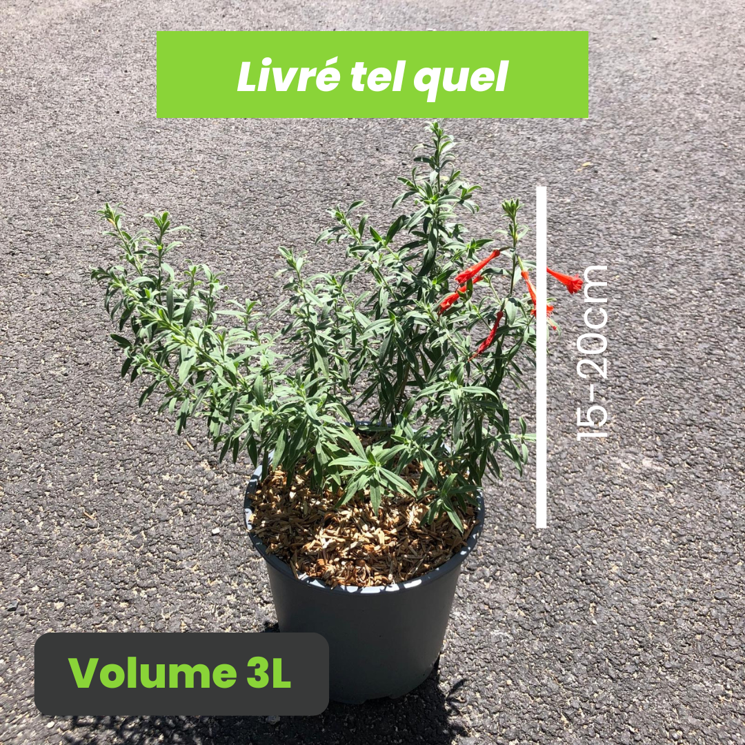 Zauschneria Californica - Fuchsia de Californie - Volume 3L / 15-20cm