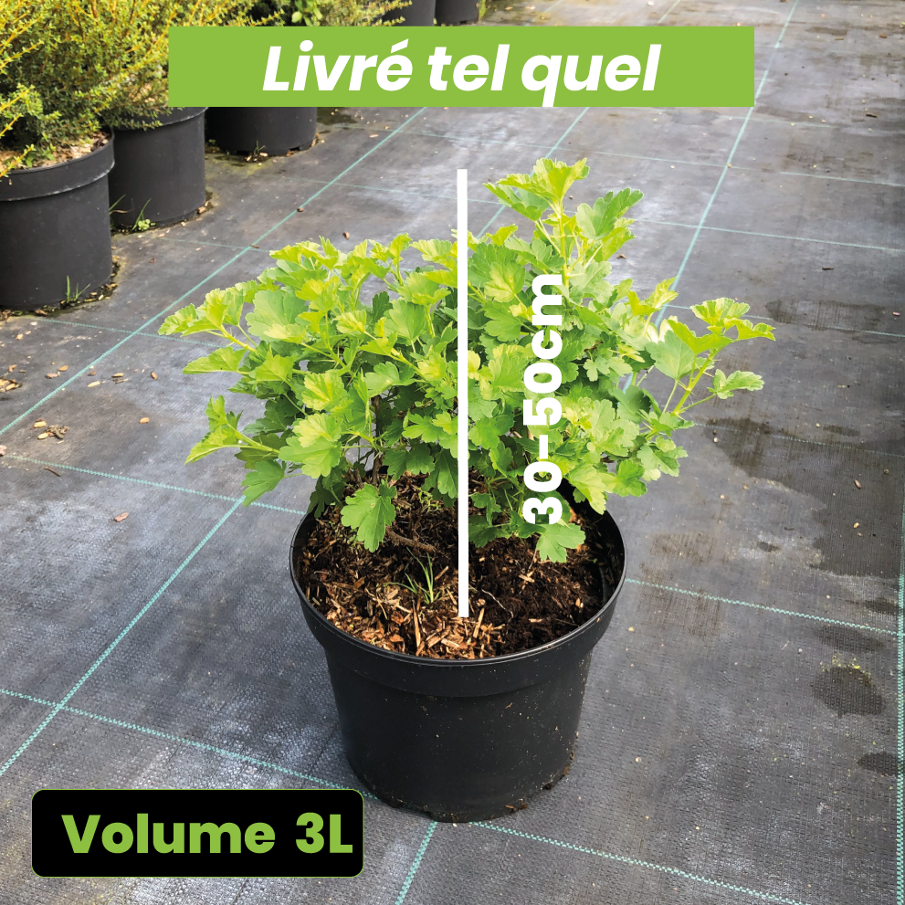 Ribes uva-crispa Hinnonmaki jaune - Groseiller à maquereaux jaune - Volume 3L / 30-50cm