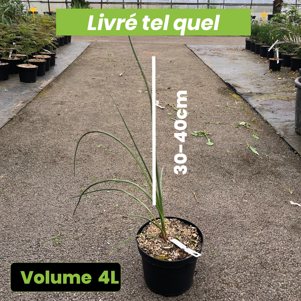 Hesperaloe Parviflora - Yucca Rouge - Volume 4L / 30-40cm