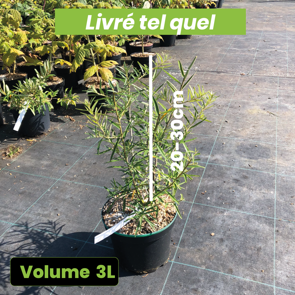 Hippophae Rhamnoides Hergo - Argousier femelle - Volume 3L / 20-30cm