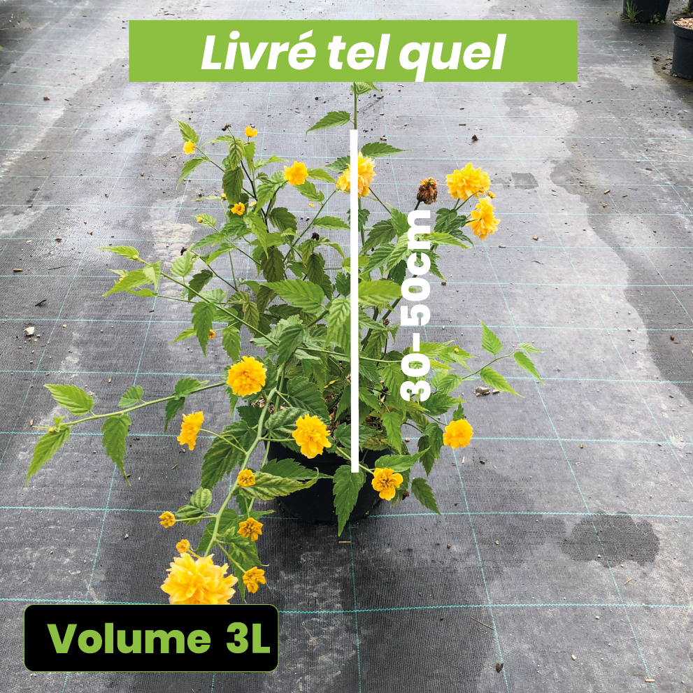 Kerria Japonica Pleniflora - Volume 3L / 30-50cm