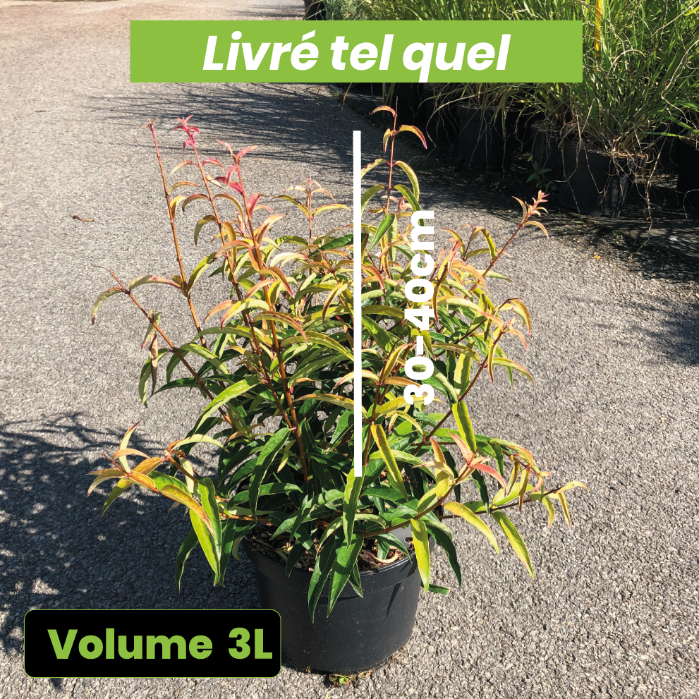 Fuchsia Hatschbachii - Volume 3L / 30-40cm