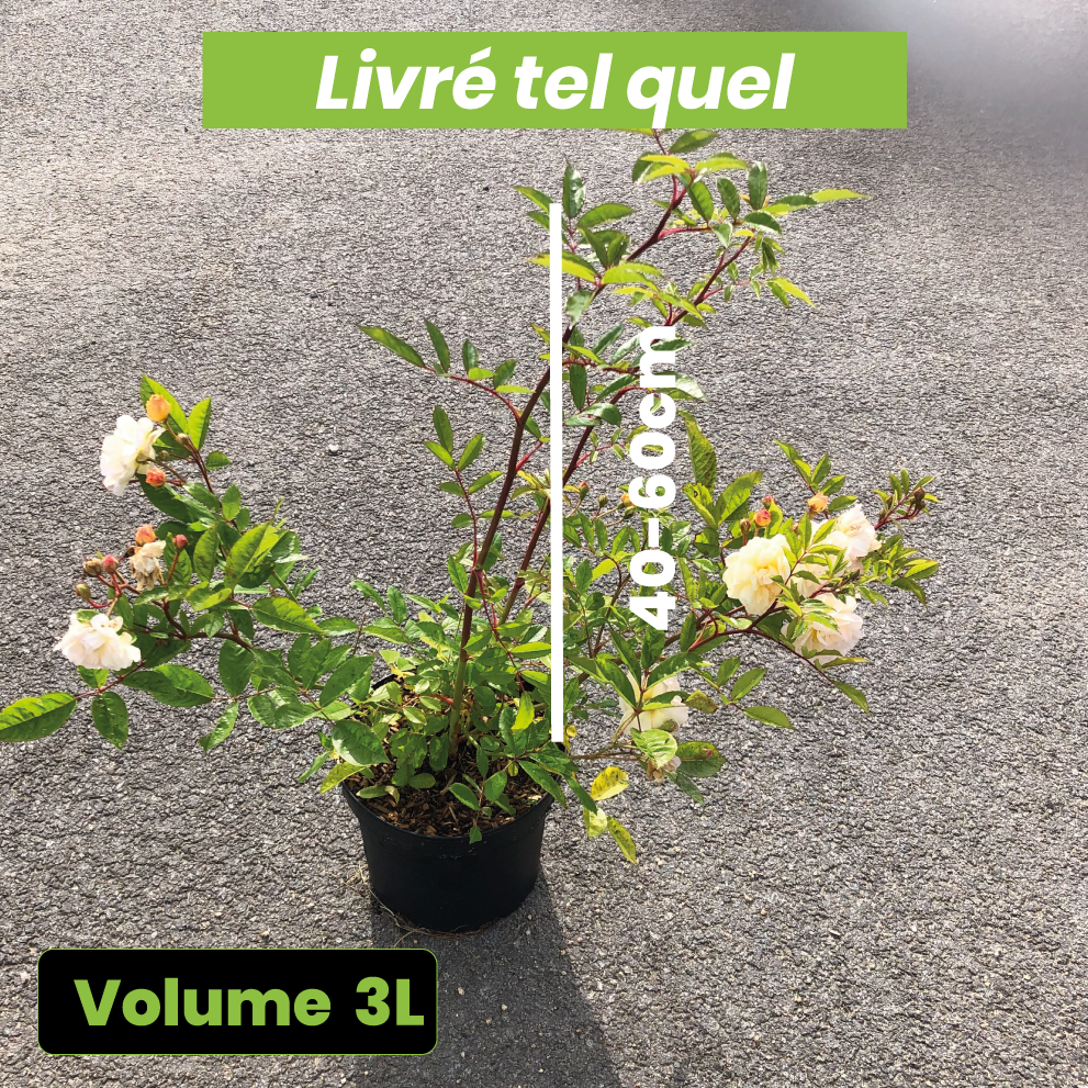 Rosa Ghislaine de Féligonde - Volume 3L / 40-60cm