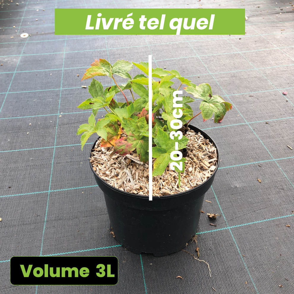 Geranium Nodosum Clos du Coudray - Volume 3L / 20-30cm