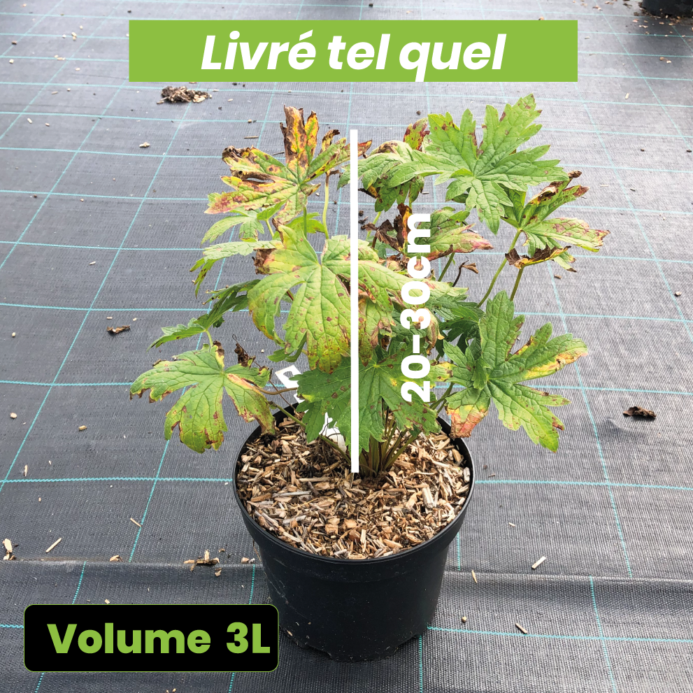 Geranium Patricia - Volume 3L / 20-30cm