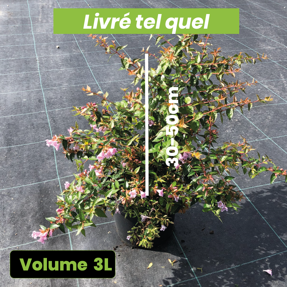 Abelia Grandiflora Edward Goucher - Volume 3L / 30-50cm