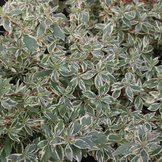 Abelia Chinensis Variegata