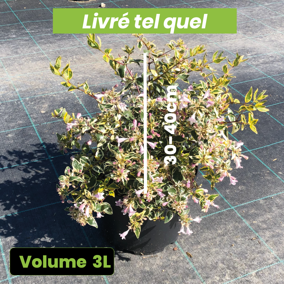 Abelia Grandiflora Hopleys - Volume 3L / 30-40cm