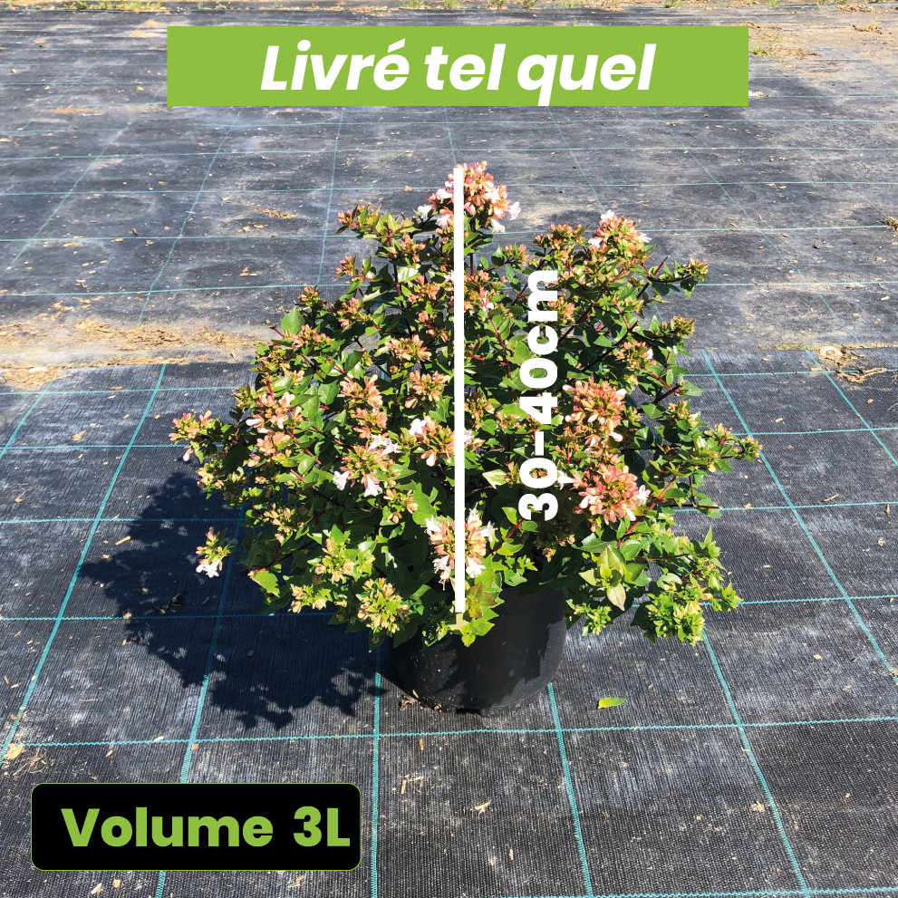 Abelia Little Richard - Volume 3L / 30-40cm