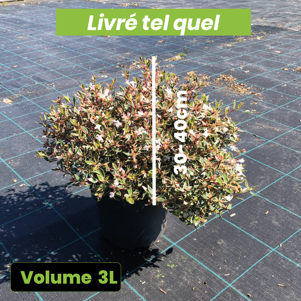 Abelia Chinensis Variegata - Volume 3L / 30-40cm