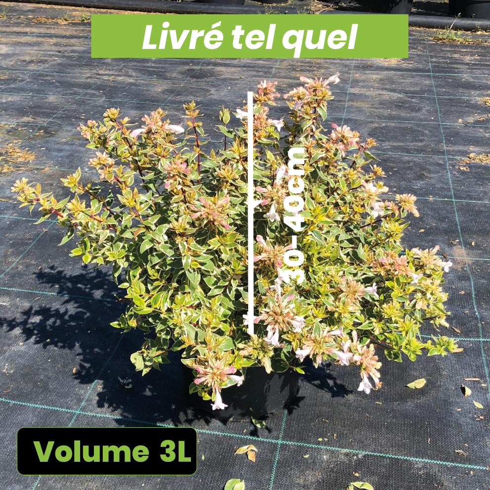 Abelia Grandiflora Radiance - Volume 3L / 30-40cm