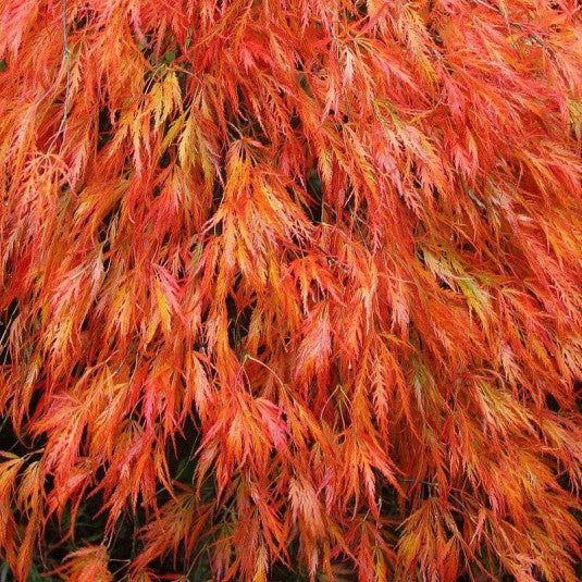 Acer Palmatum Dissectum Orangeola - Érable du Japon