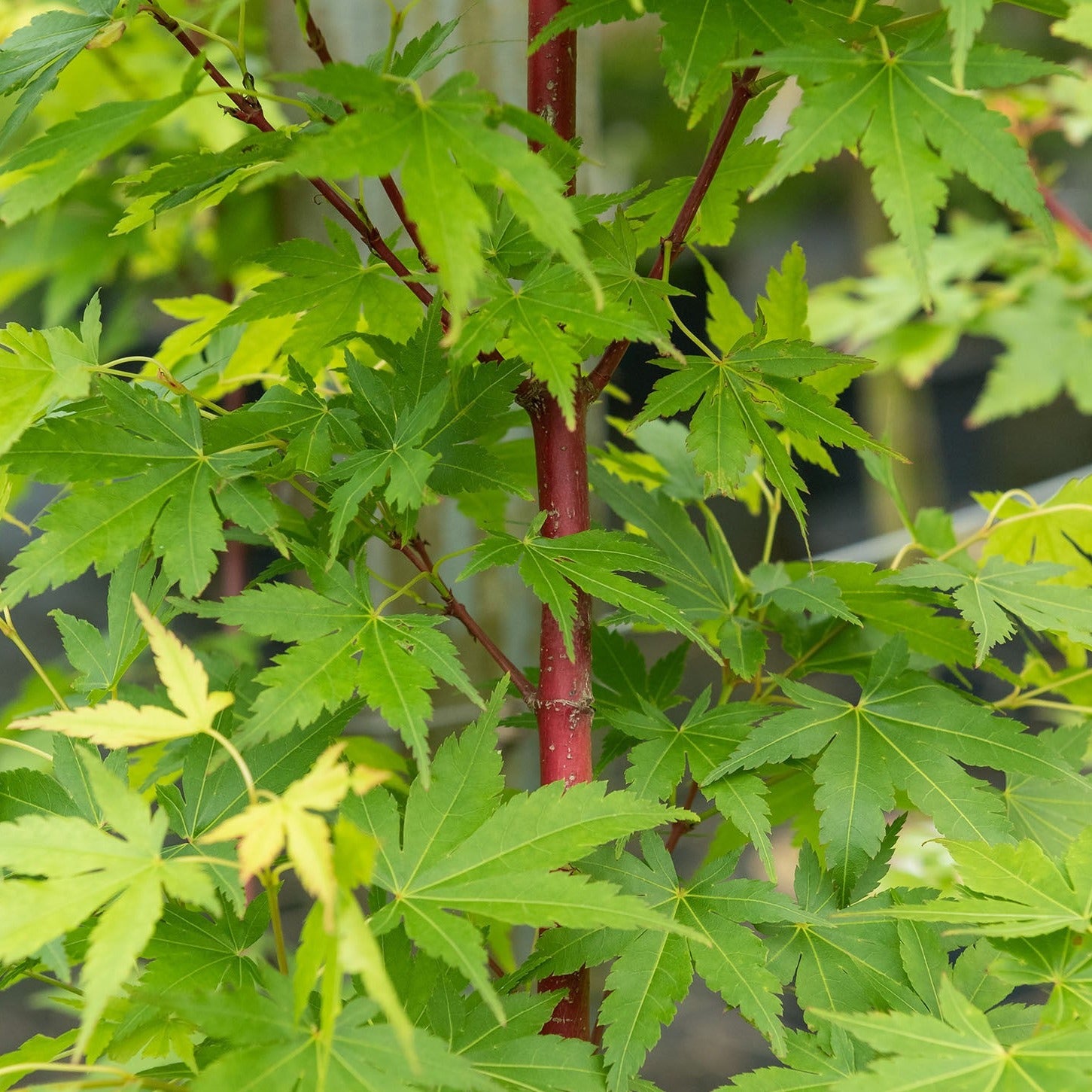 Acer Palmatum Red Wood - Érable du Japon - Volume 3L / 30_40cm