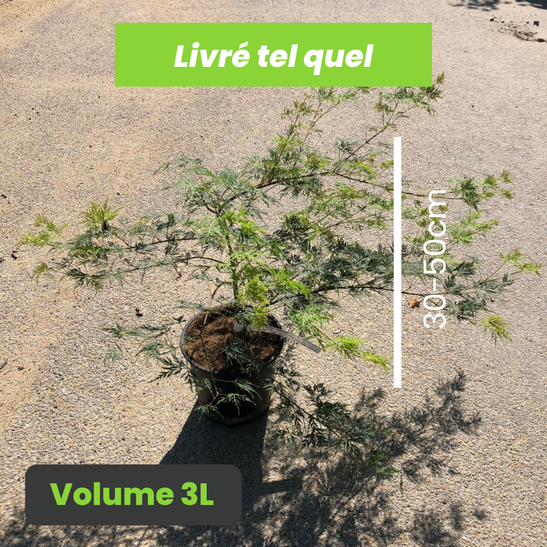 Acer Palmatum Dissectum Emerald Lace - Érable du Japon - Volume 3L / 30-50cm