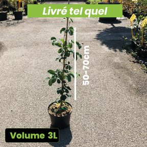 Akebia Quinata Cream Form