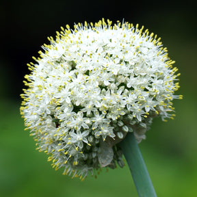 Allium White Cloud - Ail d'ornement