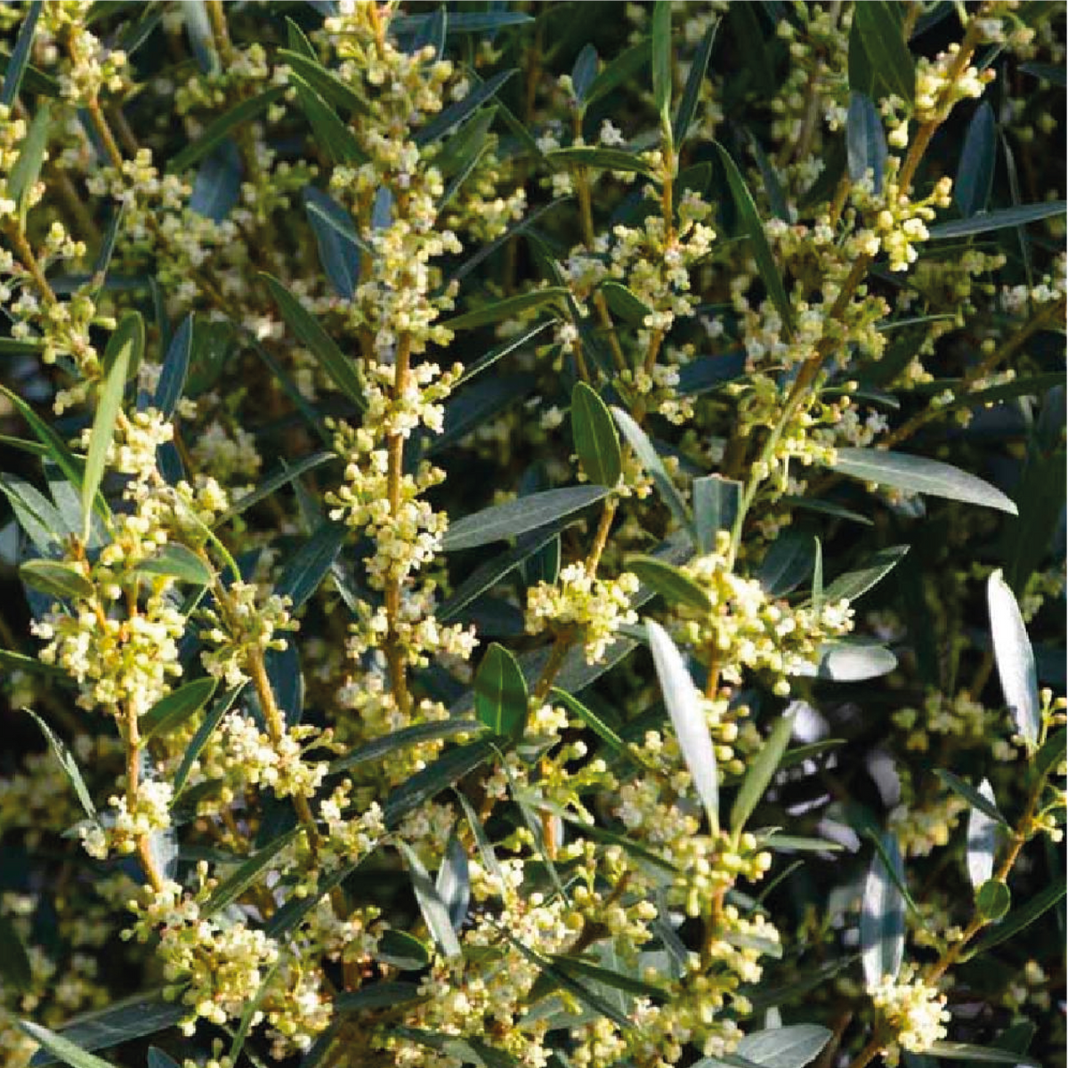 Phillyrea Angustifolia - Filaire à feuilles étroites
