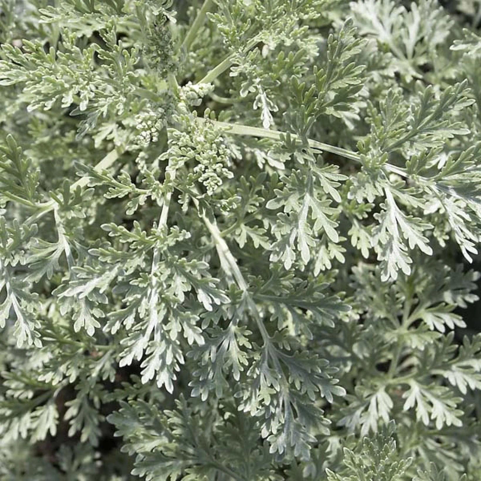 Artemisia Powis Castle - Armoise arborescente 'Brass Band' - Volume 3L / 30-40cm