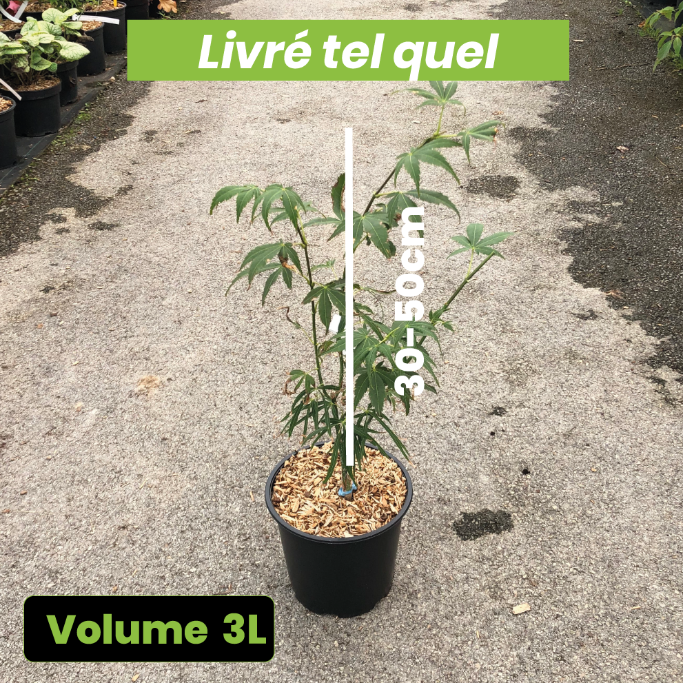 Acer Palmatum Linearilobum - Erable du Japon - Volume 3L / 30-50cm