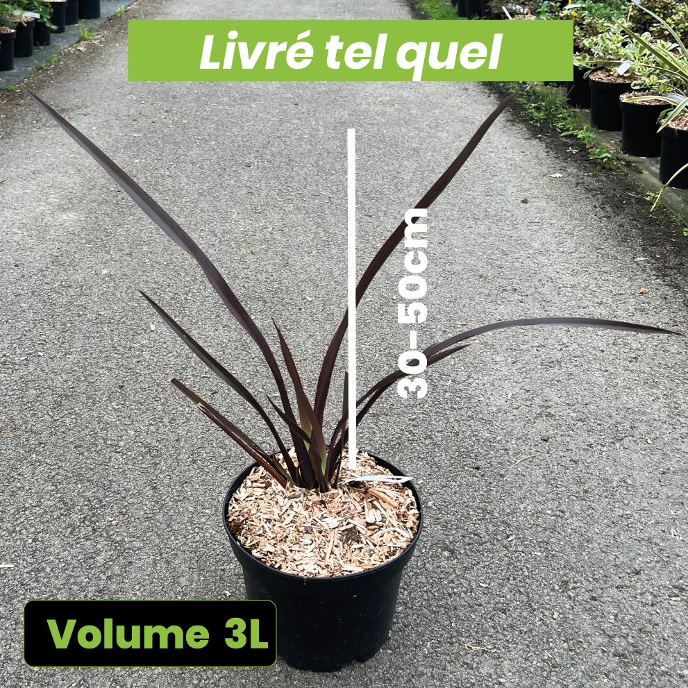 Phormium Amazing Red - Lin de Nouvelle-Zélande - Volume 3L / 30-50cm