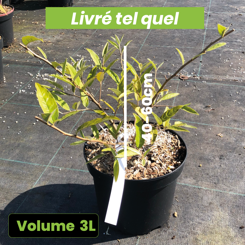 Elaeagnus Umbellata Amoroso - Goumi du Japon - Volume 3L / 40-60cm