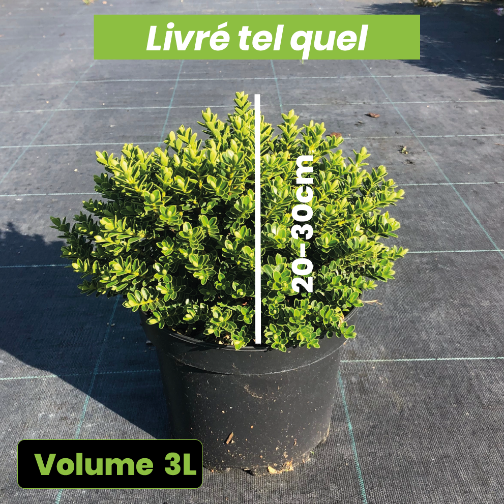 Hebe vernicosa - Volume 3L / 20-30cm