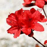 Azalea Mollis 'Nabucco'