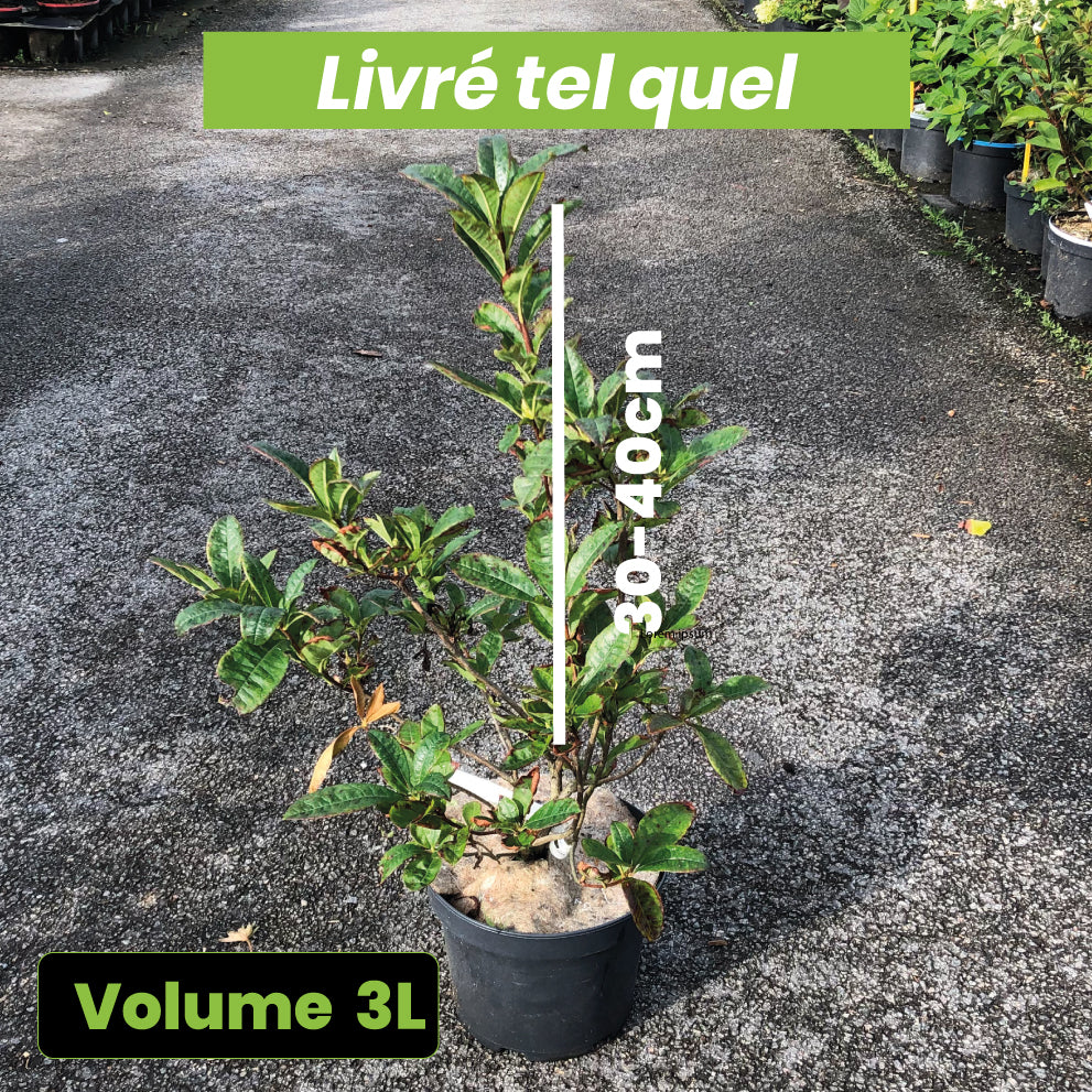 Azalea Mollis Corneille - Volume 3L / 30-40cm