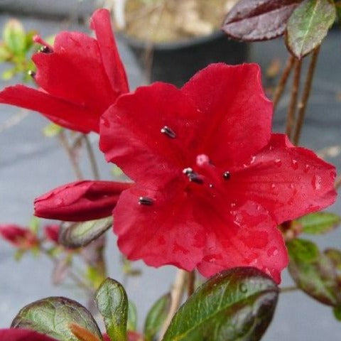 Azalea Rays Ruby Azalea Japonica 'Ward's Ruby' - Volume 3L / 30-40cm