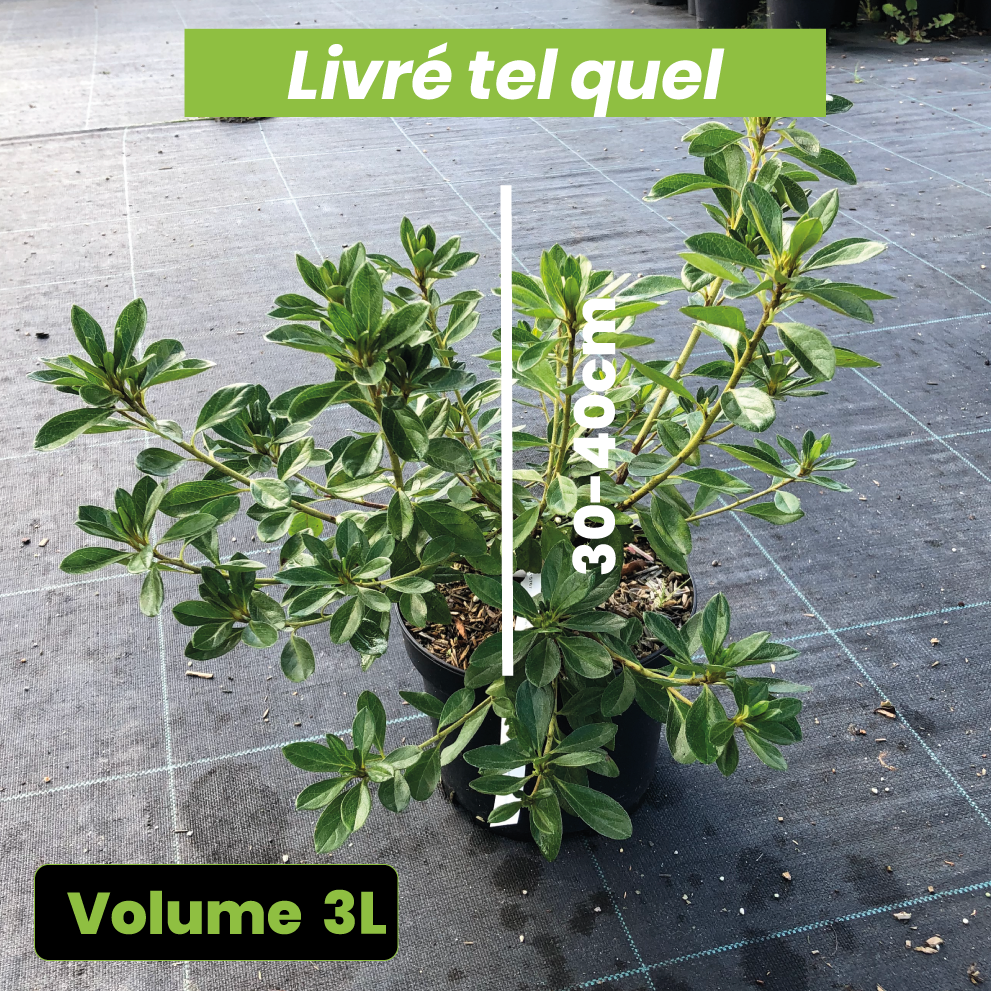 Azalea Japonica 'Gilbert Mullie' - Volume 3L / 30-40cm
