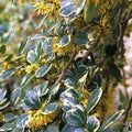 Azara Microphylla - Mimosa du Chili - Volume 4L / 30-40cm