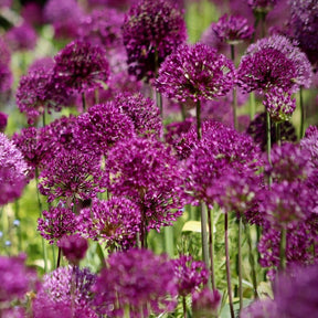 Allium Lavender Bubbles - Ail d'ornement