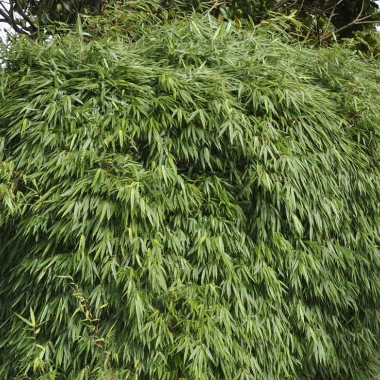 Bambou Fargesia Rufa