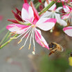 Gaura Lindheimeri Rosy Jane - Volume 3L / 30-50cm