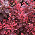 Berberis Thunbergii 'Ruby Star' - Epine-vinette - Volume 3L / 20-30cm