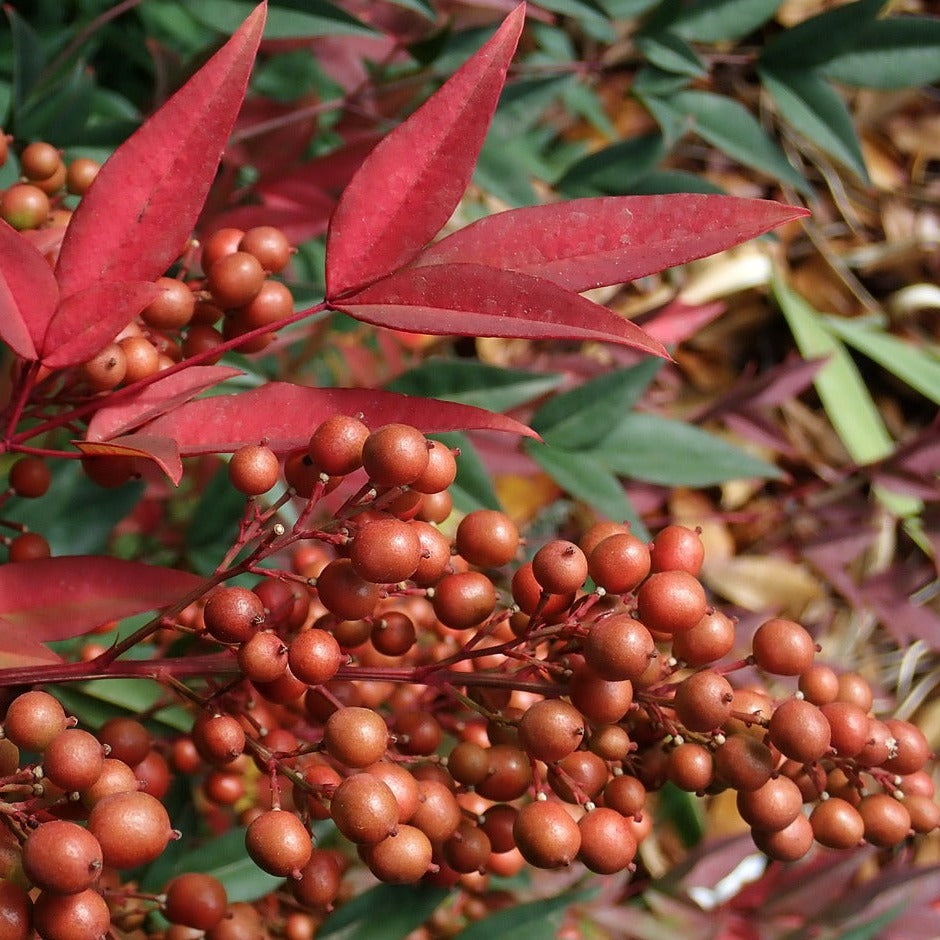 Nandina Domestica Gulf stream - Volume 3L / 40-60cm