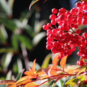 Nandina Domestica Obsessed Seika