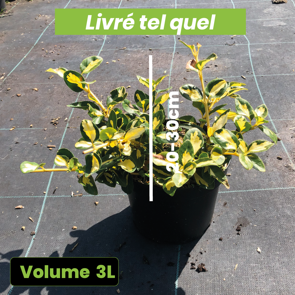 Euonymus Fortunei Blondy - Fusain persistant panaché - Volume 3L / 20-30cm