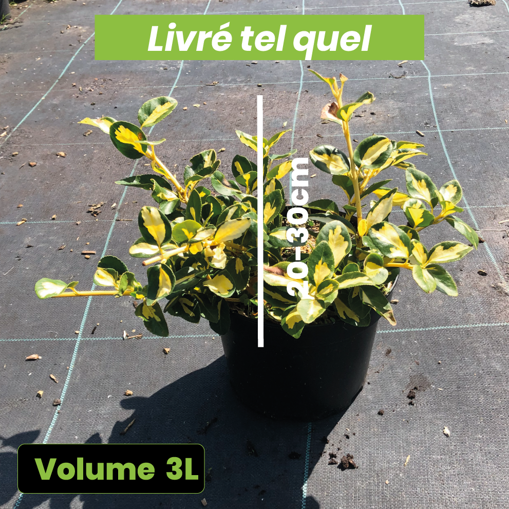 7 super arbustes PERSISTANTS pour se cacher rapidement 7 super arbustes PERSISTANTS pour se cacher rapidement