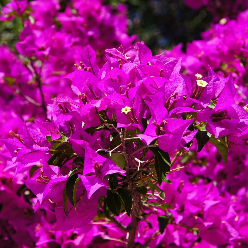 Bougainvillea specto-glabra Violet de Mèze